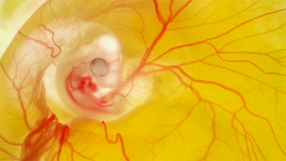 Heartbeat and Blood Flow Through the Vessels of a Chicken or Quail Embryo in an Egg