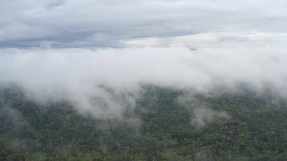 Aerial view of tropical forest in the Amazon of Ecuador 