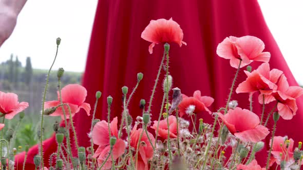 woman's hand touching red beautiful poppy in a flowers field.sunny summer day,girl wearing red dress