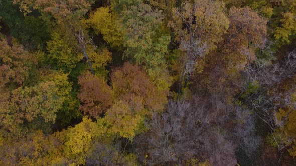 Drone shot (facing downing forwards) of Autumn Forest Canopy with Warm Colours