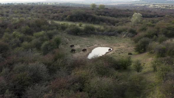 Documenting european bison herd with a drone, watering hole, Czechia.