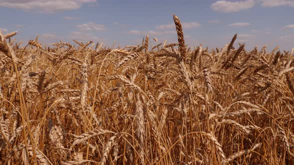 The Wind Blows the Ripe Golden Wheat in Summer