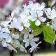 Cherry Flowers Blooming In Springtime Moving From Defocus To Focus - VideoHive Item for Sale