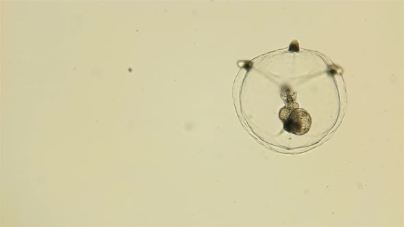 Small Medusa Under a Microscope, Class Hydrozoa, Type Cnidaria, Size About 1Mm