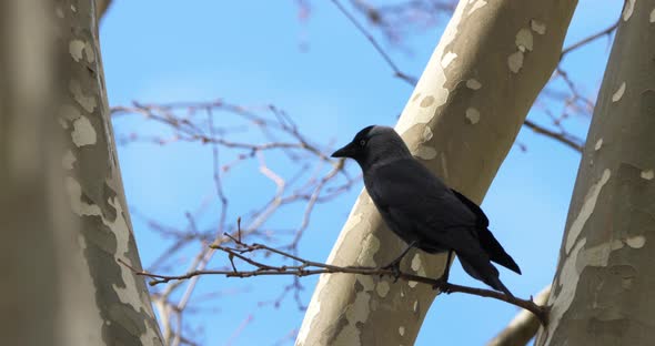 Western jackdaw (Coloeus monedula), perched on a platanus