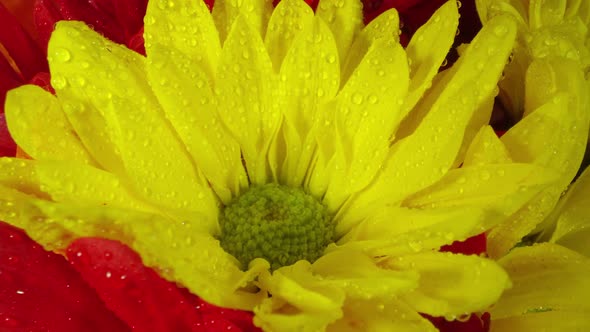 Close up view of colorful flowers as they rotate