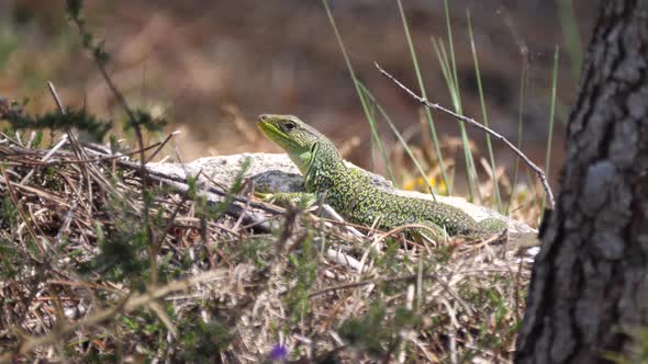 Ocellated lizard on a rock in Sil Canyon 