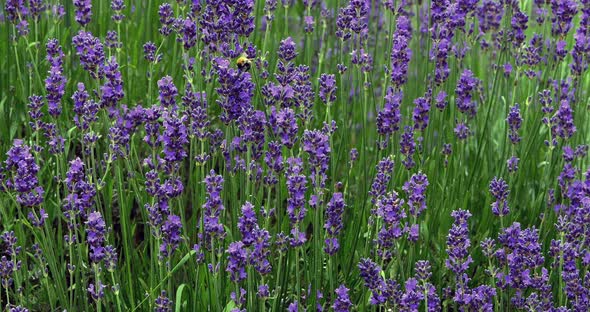 Lavender, lavandula sp., Normandy, Real Time 4K