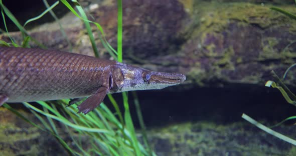 Fish Longnose Gar Lepisosteus Osseus Also Known As Longnose Garpike