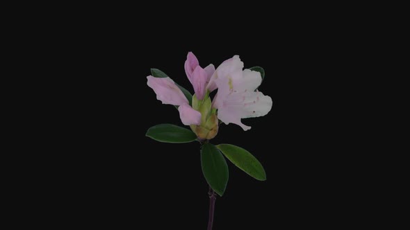 Time-lapse of opening white rhododendron branch