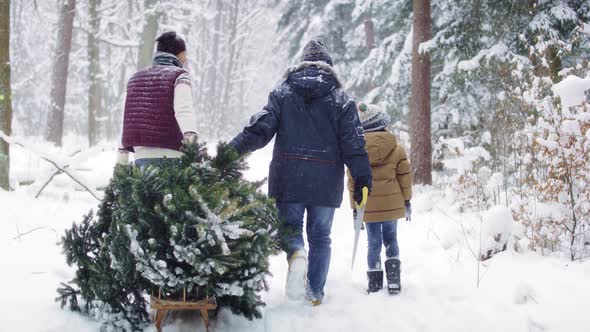 Family walking in forest with Christmas tree