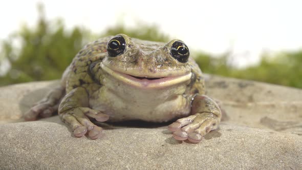 Frog Sitting on a Stone on Green Moss in White Background