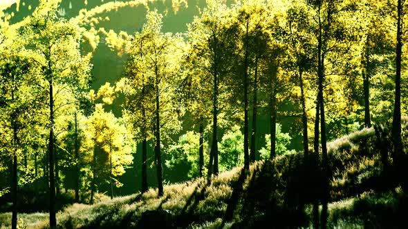 Summer Landscape in the Mountains