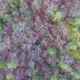 Aerial Green Forest in the Mountains - VideoHive Item for Sale
