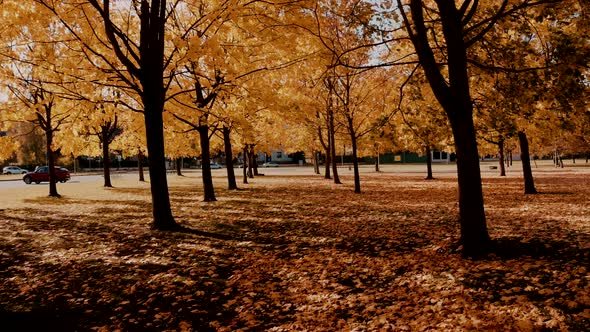 Flying Through Orange Autumn Tree Alley in the Park