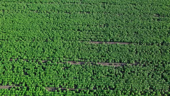 Sunflower Field on a Sunny Day Aerial View