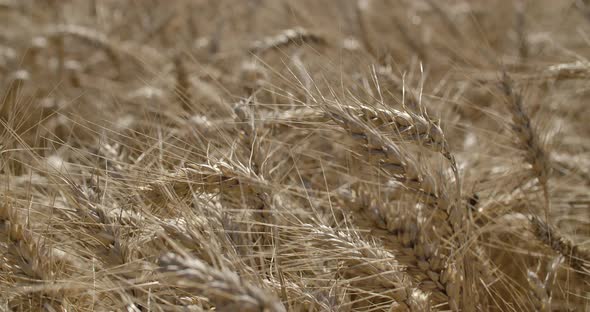 Summer Wheat Field