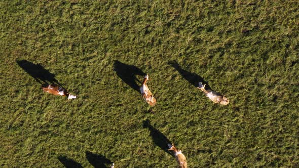 Catlle herd grazing on mountain pasture, aerial footage, rural scene, 4k UHD, dairy farm, traditiona