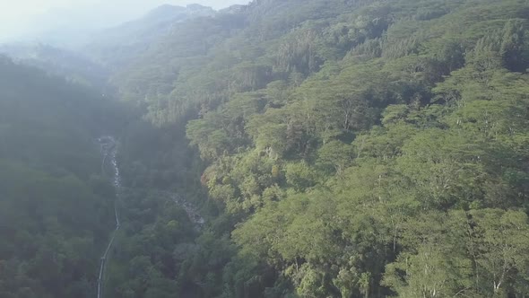 Highland with Lush Green Tropical Jungles and High Trees