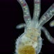 Worm Polychaeta of Family Terebellidae Under the Microscope Phylum Annelida - VideoHive Item for Sale