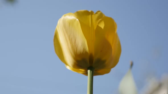 Didier tulip plant against blue sky   4K 2160 30fps UltraHD footage - Sun over yellow lily family Tu