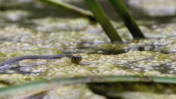 Dice Snake Swims Through Marshes of Swamp Thickets and Algae. Slow Motion.