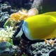 Colorful Fish Swim in an Aquarium Eat Corals and Play - VideoHive Item for Sale