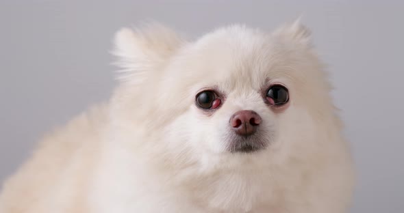 Cute pomeranian dog 