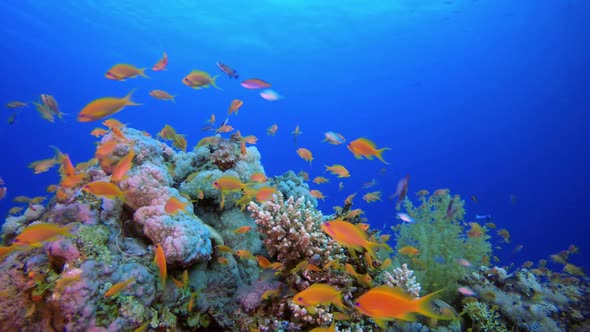 Tropical Coral Reefs