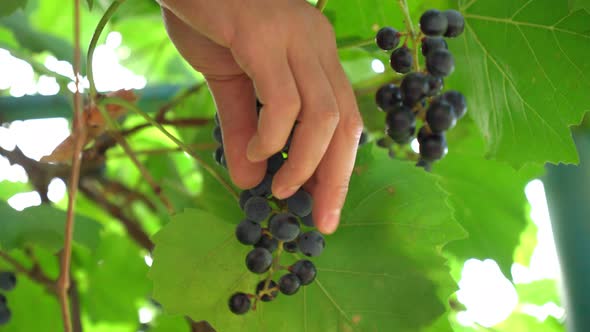 Ripe Black Grapes in the Vineyard