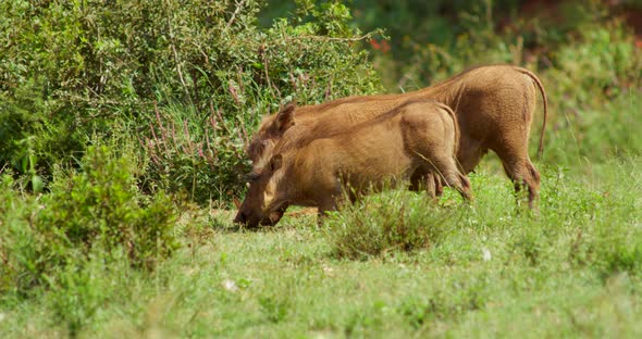 African Wildlife Warthog and Piglet Grazing on Grass and Bushes