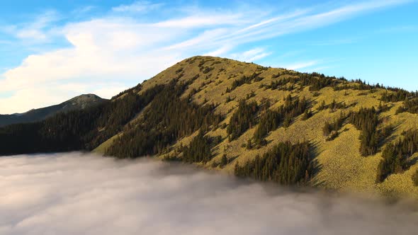 Aerial view of a big mountain covered with spruce forest over white dense clouds at bright sunny