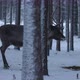 One Noble Deer Standing and the Second Running in a Dense Pine Forest at a Road - VideoHive Item for Sale