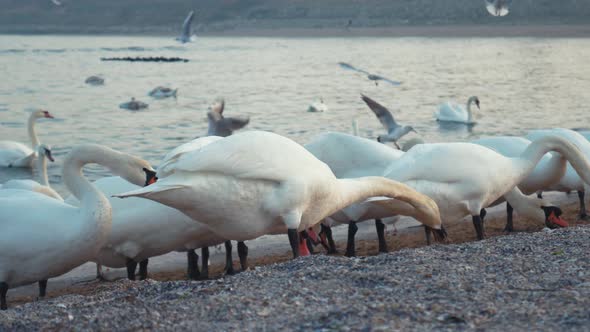 A Group of Swans in Eforie South, Romania