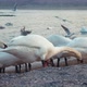 A Group of Swans in Eforie South, Romania - VideoHive Item for Sale