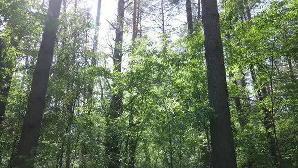 Beautiful Green Forest on a Summer Day Slow Motion