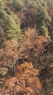 Vertical Video of Forest Landscape in Autumn Slow Motion