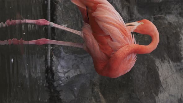 Vertical video of a coral american flamingo grooming itself while standing in shallow-water