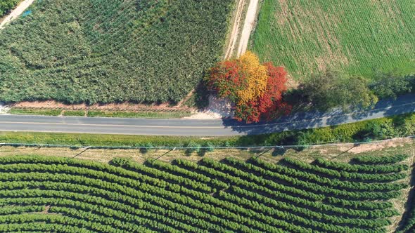 Rural landscape aerial view. Nature scenery