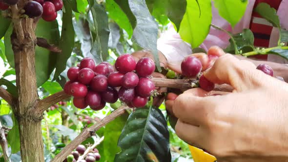 Hands picking up coffee