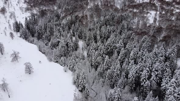 Aerial Forest view - Winter Landscape Aerial