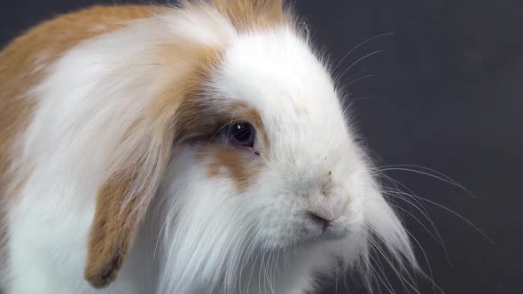 Cute Colored Rabbit Sniffing and Looking Around on Black Background at Studio. Close Up of Muzzle