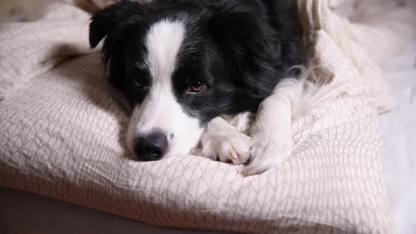 Funny Cute Puppy Dog Border Collie Lying on Pillow Blanket in Bed