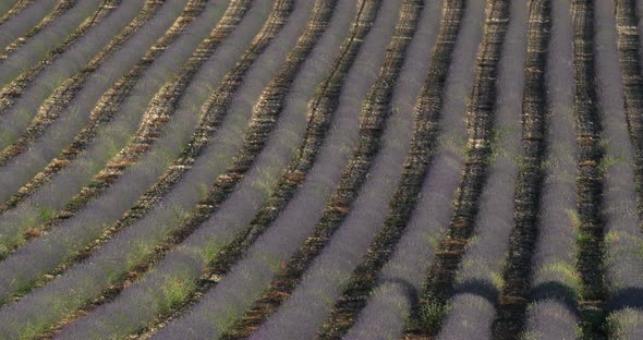 Field of lavenders,Ferrassieres, Provence, France