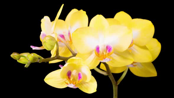 Blooming Yellow Orchid Phalaenopsis Flower