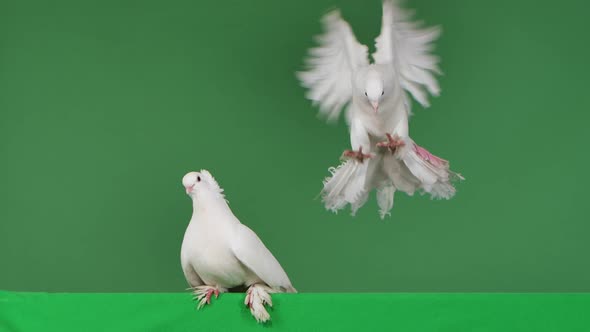 A Dove with White Plumage Looks Around Then Another Dove Flies Up to It
