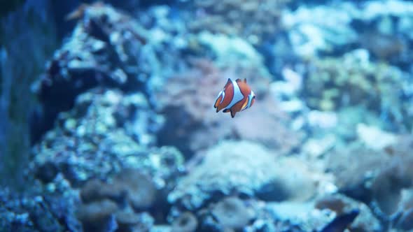 Clown Fish or Anemone Fish in the Blue Aquarium