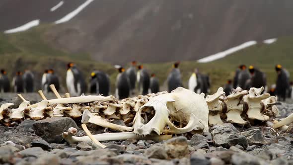 King Penguin Colony on South Georgia