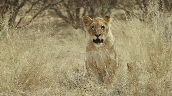 Alert Young Lion Observing Surroundings
