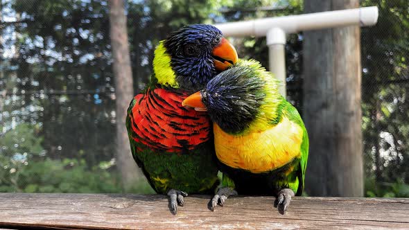 A close up shot of a couple Rainbow Lorikeets at the Aquarium of the Pacific in Long Beach Ca.